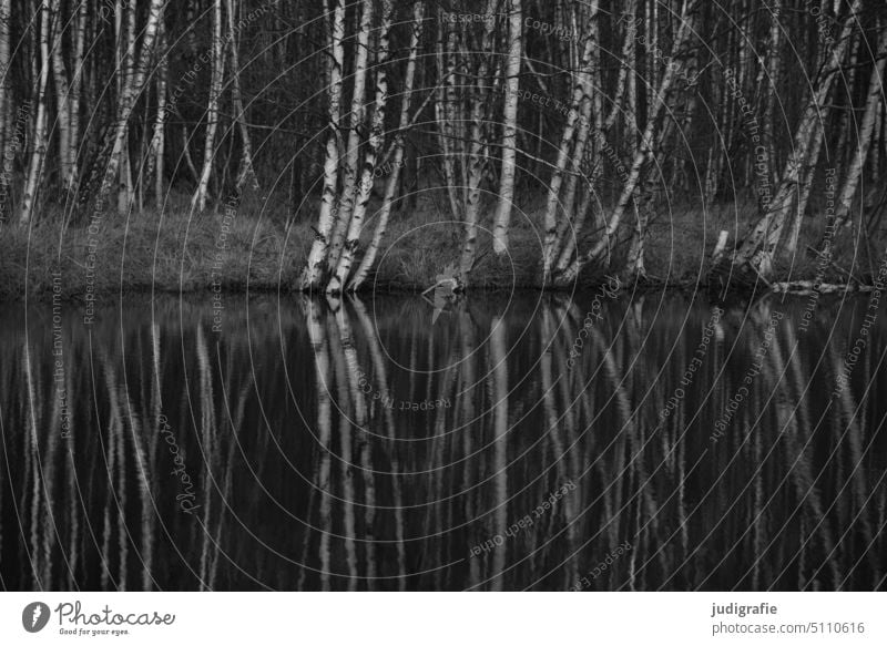 Birches on the lake shore Birch tree Birch wood birches Lake Lakeside reflection melancholy melancholically tranquillity Landscape Water Forest Nature