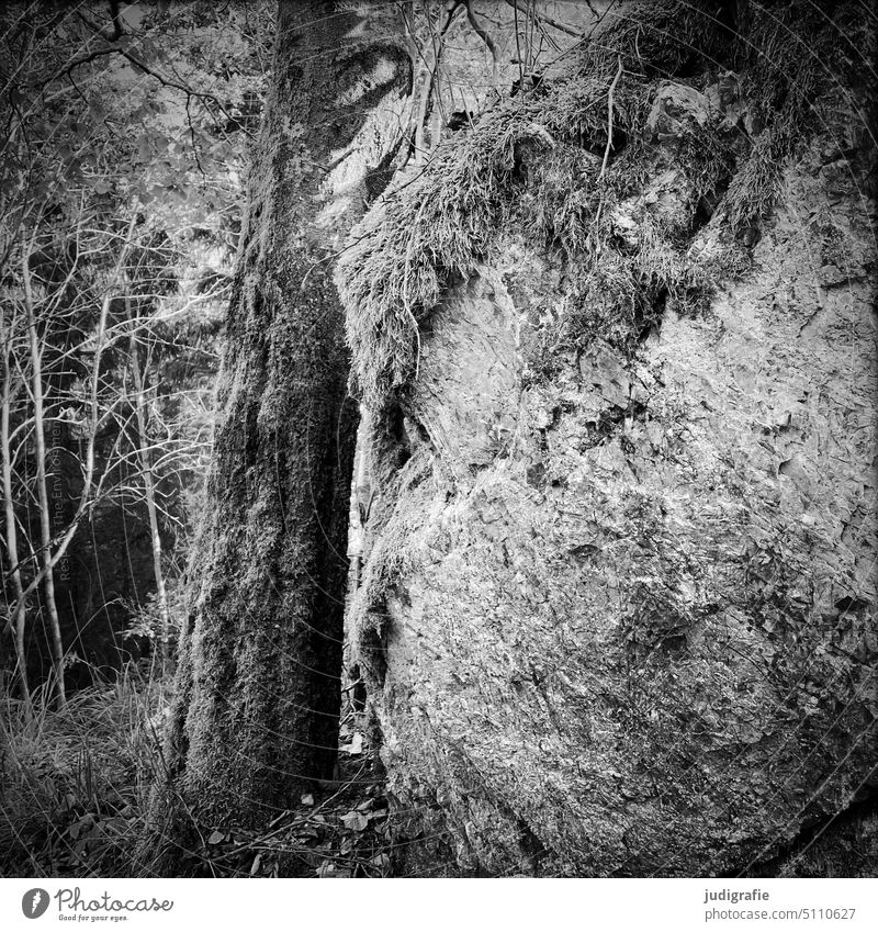 forest Forest Tree Moss Rock Nature Landscape Stone Enchanted forest Mysterious Dark proximity Square Black & white photo Environment Tree trunk Virgin forest