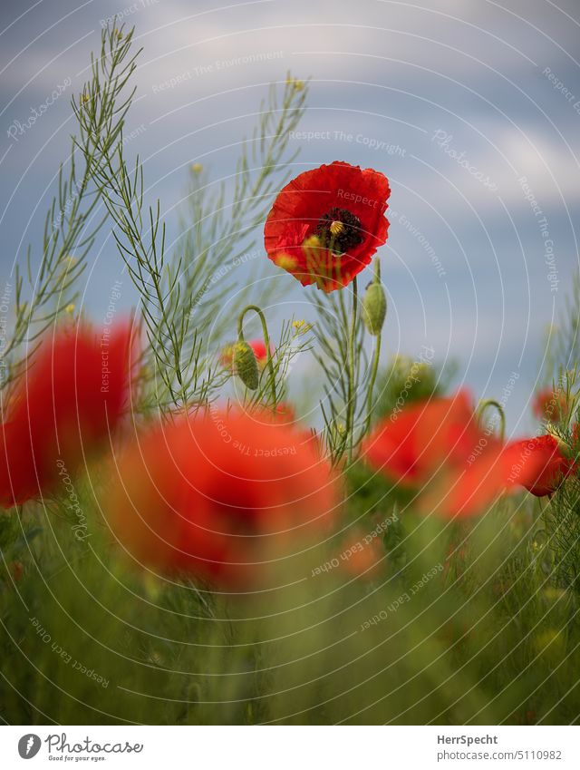 Field with poppies close up Poppy Field Summer Meadow Nature Flower Exterior shot Red Poppy blossom Deserted Poppy field Colour photo Corn poppy Intensive