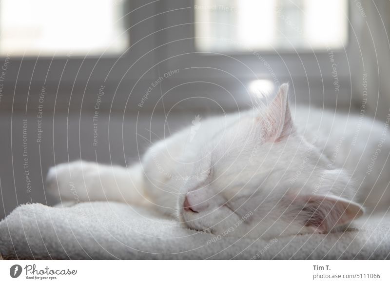 sleeping white cat Cat White Sleep Pet Animal 1 Colour photo Pelt Interior shot Relaxation Animal portrait Deserted Calm Day Lie Animal face