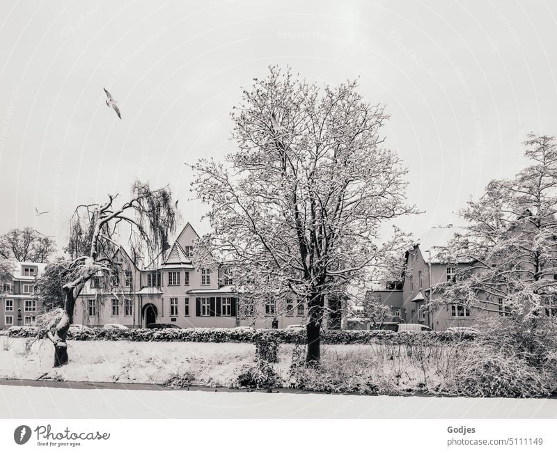 Black and white photo with snow covered meadows, trees and houses. Seagulls flying in the sky Snow Winter Cold Park Nature White Tree Frost Exterior shot