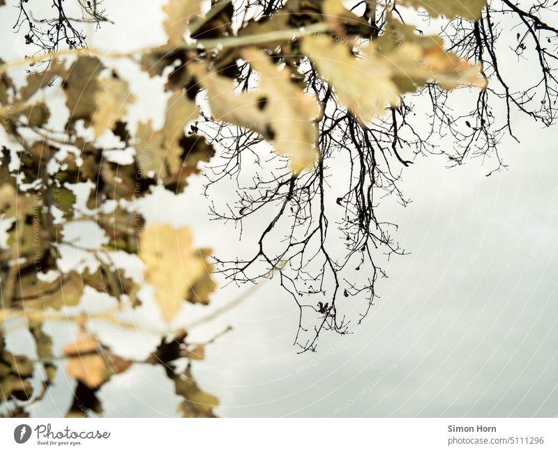 bare branches and last leaves Sky circulation Foreground Twigs and branches Environment Change Transience naturally Autumn Nature twigs Brown Bleak Sparse