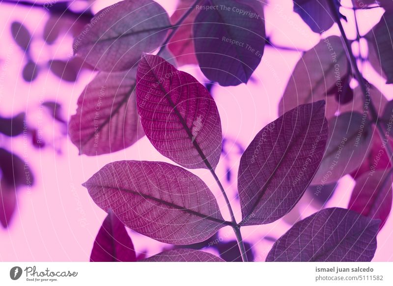 red pink tree leaves in autumn season branches leaf red leaves nature natural foliage textured outdoors background beauty fragility freshness autumn leaves