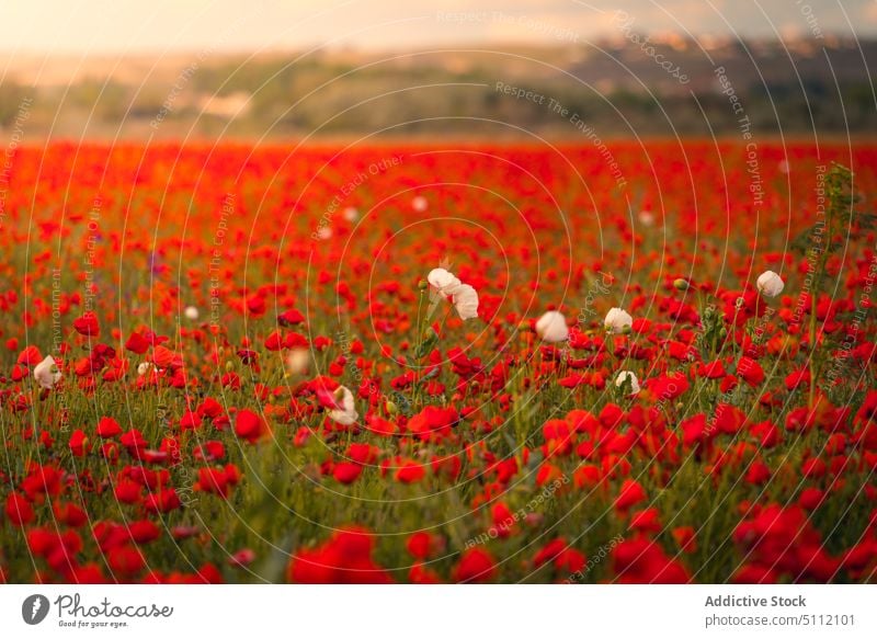 Blooming field of red flowers landscape poppy nature meadow bloom blossom hill picturesque countryside flora plant cloudy grass environment mountain scenery