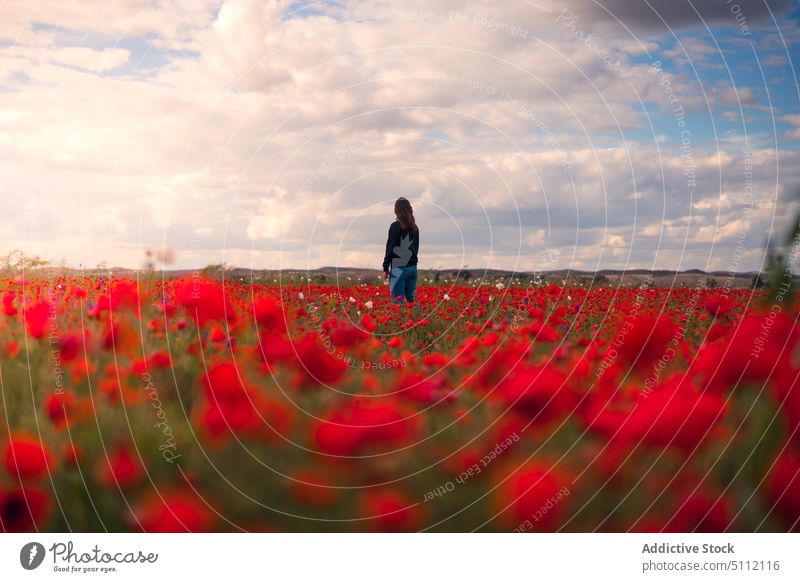 Unrecognizable woman in poppy field flower bloom nature countryside blossom plant cloudy sky meadow female red floral grass casual fresh lady stand bright