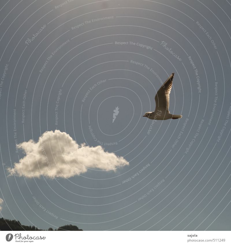 Seagull Jonathan Environment Nature Animal Sky Clouds Sunlight Beautiful weather Wild animal Bird 1 Flying Illuminate Esthetic Blue Sunbeam Colour photo