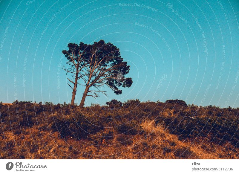 Tree on hill in front of turquoise blue sky Hill Blue sky morning light Landscape Nature Sky Sunlight Deserted Beautiful weather Cloudless sky