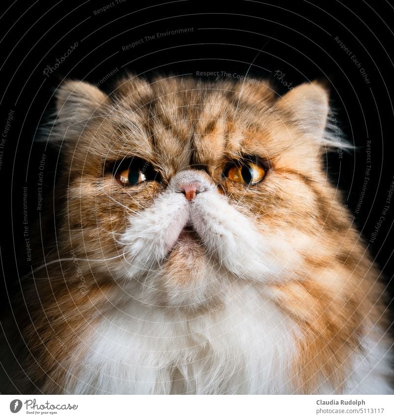 Portrait white tabby Persian cat on black background Cat Cat portrait cat portrait Cat's head cat's eyes Animal portrait Domestic cat Whisker Animal face