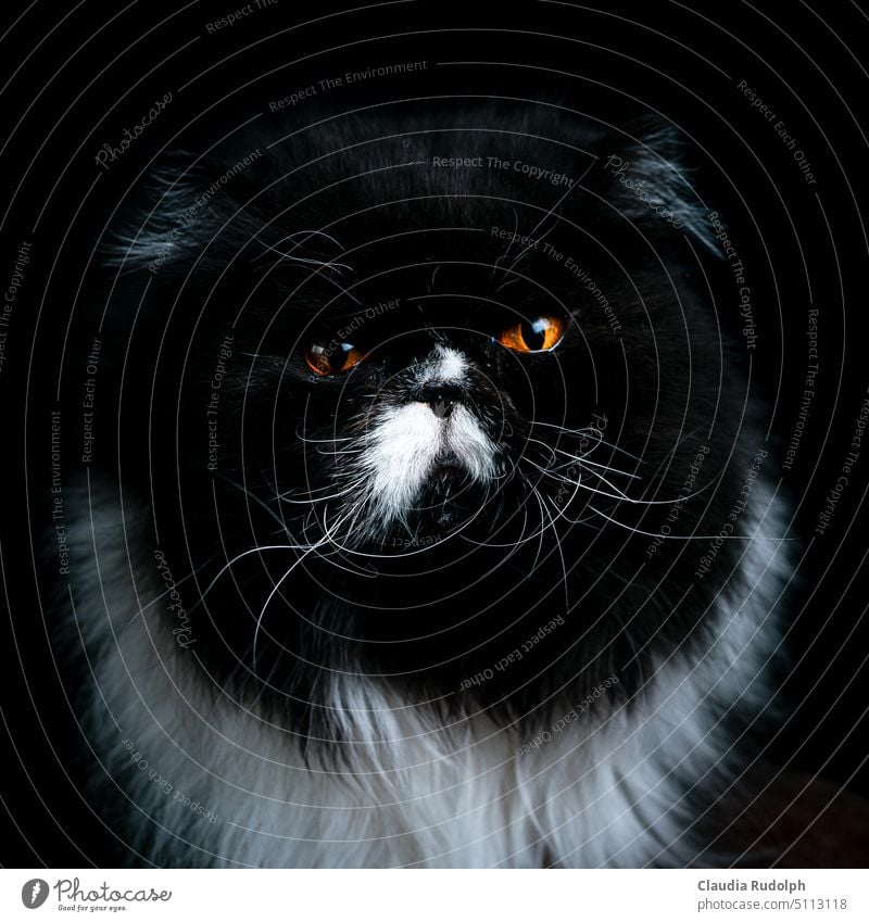 Portrait black and white Persian cat on black background Cat Cat portrait Cat's head cat portrait black and white cat Animal portrait Domestic cat Pet Whisker