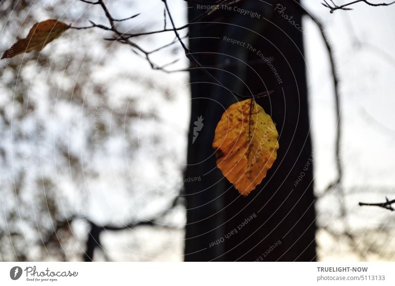 Less is more: lonely brown yellow beech leaf close shines in front of a dark tree trunk standing further away at a lake dissolving in white light in the background