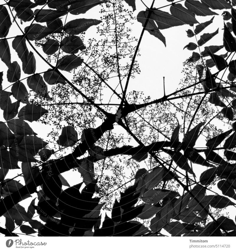 Nature squared leaves Twigs and branches Sky Square Esthetic Black & white photo Plant Deserted