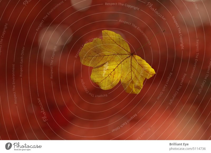 falling maple leaf in front of blurred red leaves 3d rendering autumn background beautiful blurry bokeh bright calm card colorful copy space decoration foliage