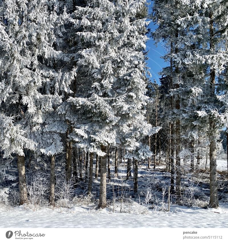 a scrap of sky blue Winter trees Forest Snow Edge of the forest Blue Sky Winter forest Sky blue Nature Snowscape Winter mood Frost chill Landscape Seasons