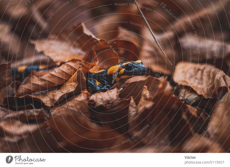 Close-up of the rare Fire salamander peeking out from behind the colourful autumn leaves. Fire salamander in its natural habitat. Beskydy mountains, Czech Republic