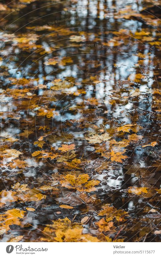 Brown-red-orange maple leaves lying on the surface of a stream in a maple forest. A touch of autumn. Autumnal background wave liquid colours gold fallen foliage