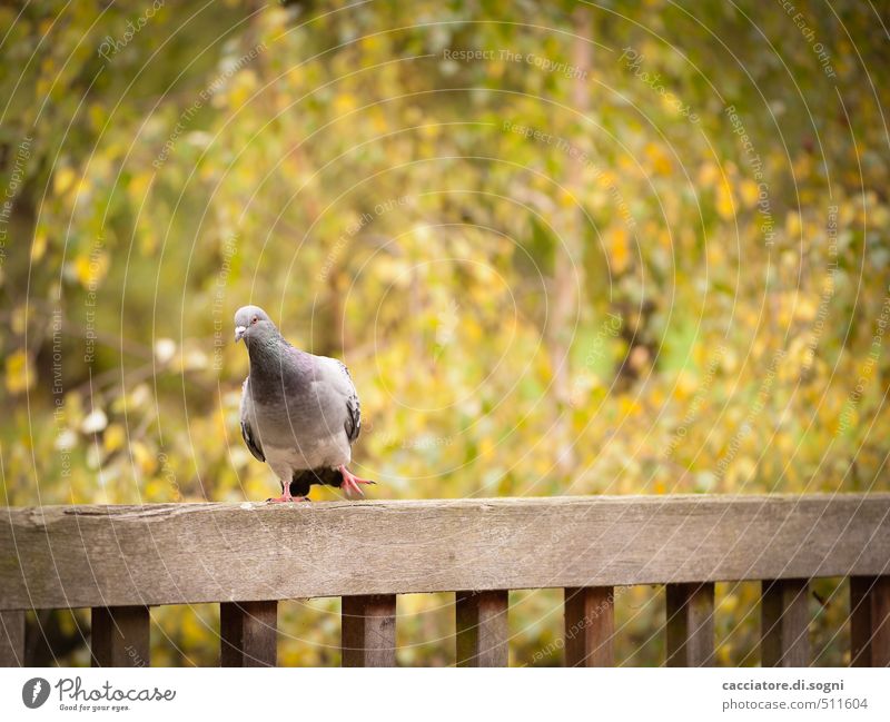 Autumn Dance Environment Beautiful weather Park Fence Bridge railing Animal Wild animal Bird Pigeon 1 Friendliness Happiness Funny Cute Brown Green Orange Joy