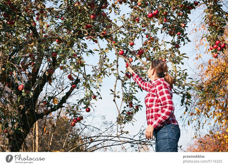 Woman picking ripe apples on farm. Farmer grabbing apples from tree in orchard. Fresh healthy fruits ready to pick on fall season. Harvest time in countryside