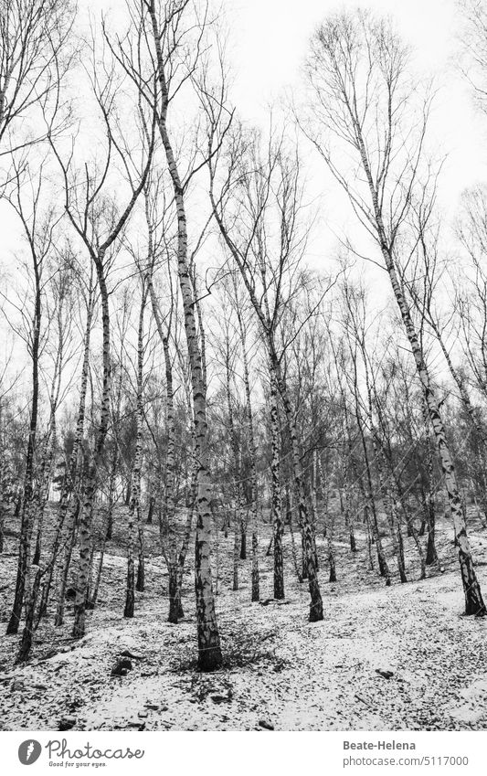 winter birch forest Birch wood snowy Confectioner`s sugar Snow Winter Cold Winter mood White Winter's day Snowscape Nature chill snow-covered winter landscape