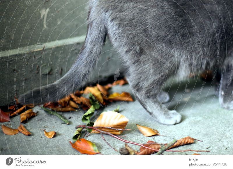 autumn Environment Nature Autumn Leaf Branch Garden Deserted Wall (barrier) Wall (building) Terrace Animal Cat Pelt Paw Domestic cat Tails 1 To dry up Brown