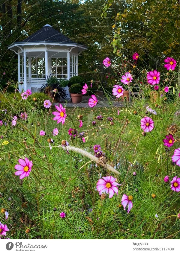 Flowers (dahlias) in garden with gazebo Flowers and plants Dahlia Garden Park Green Pavilion Nature Plant Exterior shot Colour photo flowers naturally Meadow