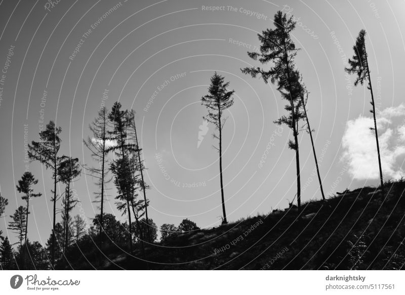 Individual trees remain after clearing a forest Climate Forestry Climate change Wood Tree Environment Tree trunk group Bark-beetle Logging Forest death