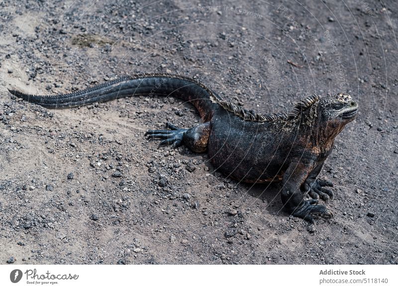 Marine iguana on volcanic sand galapagos marine iguana beach seashore reptile animal black seaside exotic wild rough wildlife fauna coast creature specie ground