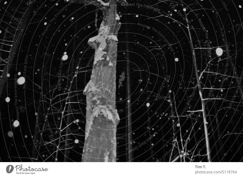 At night in the forest with snowfall Brandenburg Forest Night Winter b/w Snowflake Exterior shot Black & white photo Deserted bnw B/W