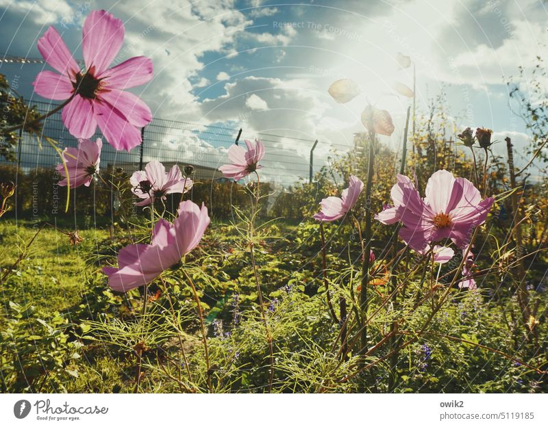 Cosmetics Cosmea Cosmea flower Cosmos Flower heyday Blossom Summer Nature Plant Garden Detail Blossoming Close-up Colour photo naturally Exterior shot Growth