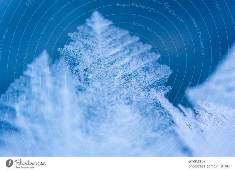 Tip of giant ice crystal ice crystals chill Winter Minus degrees Ice plants winter Close-up Macro (Extreme close-up) Delicate Frozen Cold Frost Exterior shot