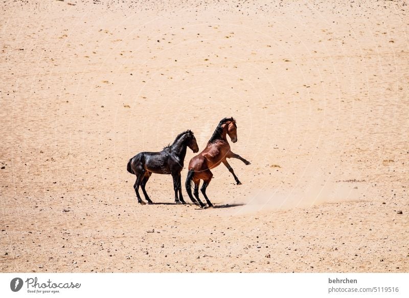 come dance with me! Climate change Environment Dry Drought Impressive especially Warmth Nature Freedom Vacation & Travel Landscape Adventure Loneliness