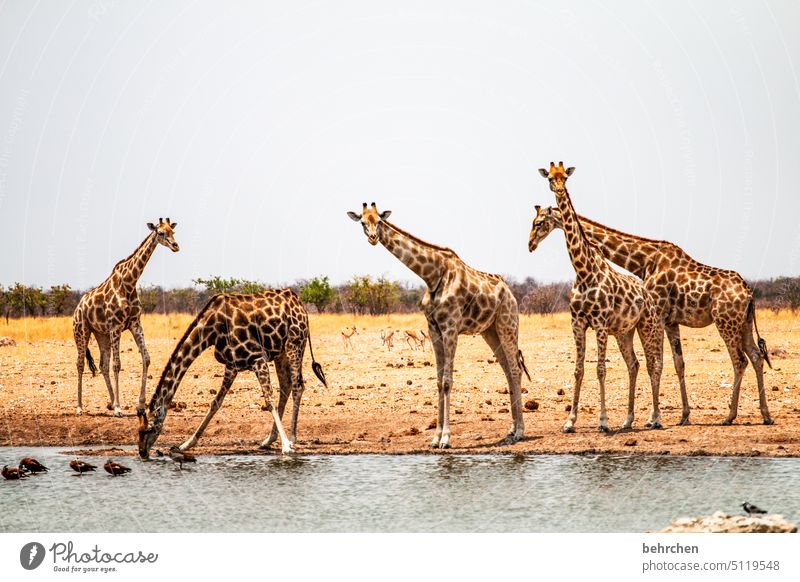 group baptism observantly Thirsty Drinking Goose geese Animal face Deserted Tourism Trip Animal portrait Wilderness Wild animal Fantastic Love of animals