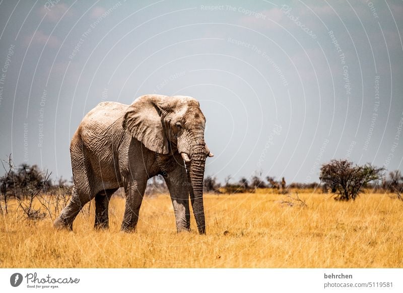 heavyweight peril risky Dangerous Bull elephant Elephant etosha national park Etosha Etosha pan Fantastic Wild animal Exceptional Free Wilderness Animal Namibia