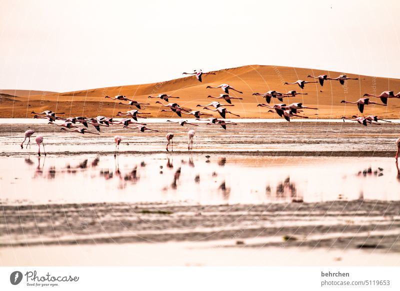 in the air and in the water Formation Water Flamingos Free Flying birds Wild animal Sand Desert Namibia Africa Ocean travel Far-off places Wanderlust