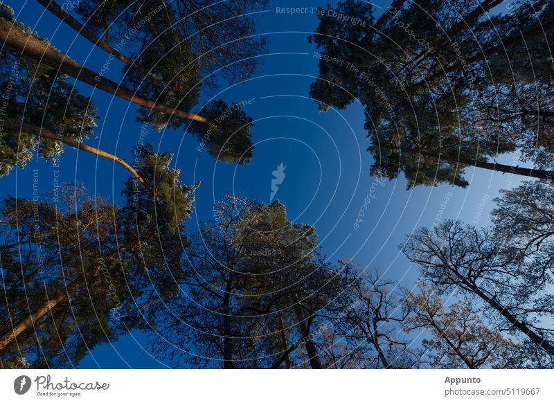 View through all around tall treetops into the clear, bright blue sky Forest forest trees Treetops Winter Moody Brilliant Blue Sky Wide angle luminescent Bright