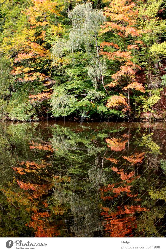 Reflections autumn... Environment Nature Landscape Plant Water Autumn Beautiful weather Tree Bushes Leaf Wild plant Autumnal colours Lakeside Stand To dry up