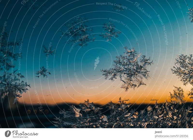 Ice crystals on the window pane at sunrise Winter Cold Frost Frozen Frostwork Crystal structure Window Window pane Sunlight Sunrise Orange Blue Sky Winter mood