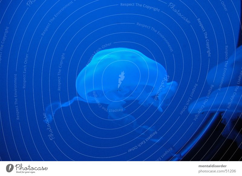 blue and unstable I Jellyfish Window Tentacle Dive Water Blue seaworld