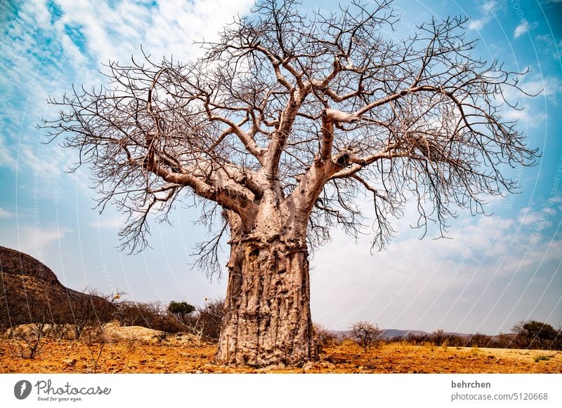 Strong Large vigorously impressive Impressive especially Warmth Sky Adventure Vacation & Travel Landscape Nature Wanderlust Namibia Colour photo Africa