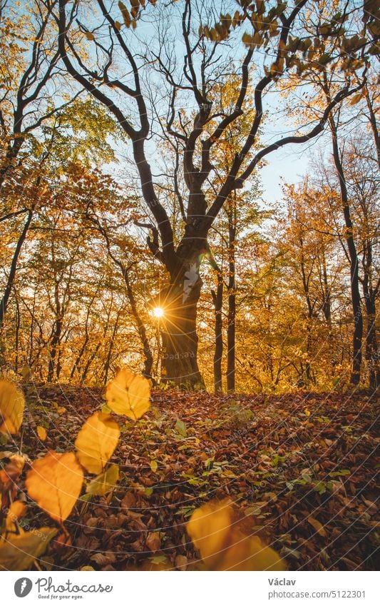 Red and orange warm sun illuminates the orange-red forest and one lonely bare tree trunk. Mojtin, Strazov mountains, Slovakia, Eastern Europe strazovske vrchy