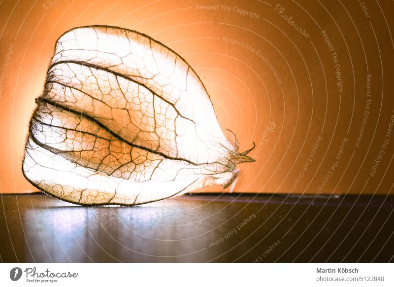 physalis, lit. Fruit shines through the peel. Vitamin C rich fruit. Structures nature healthy closeup orange small water ripe berry chinese macro studio circle