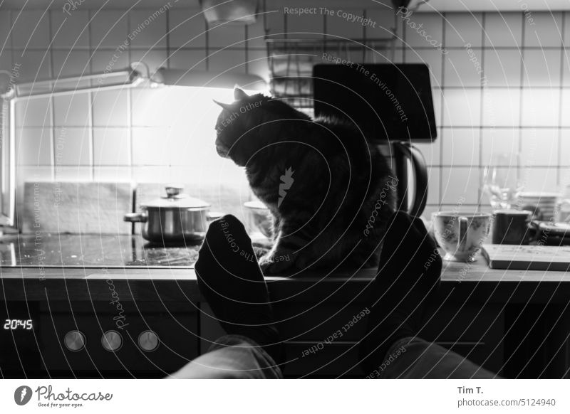 Feet up and hangover in the kitchen Cat Kitchen legs high bnw Pet Animal Pelt Domestic cat Animal portrait Cute Cuddly Observe Looking Love of animals