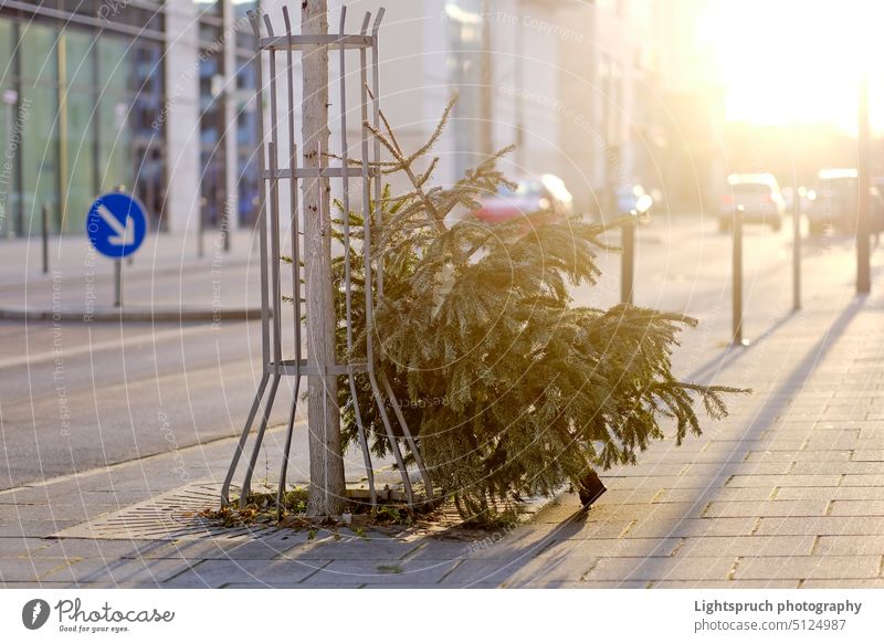 Discarded christmas tree after the Holiday against backlight. roadside garbage consumerism traditional ceremony season focus on foreground city urban europe