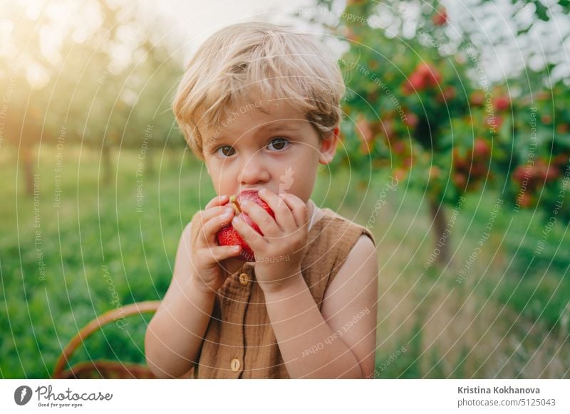 Cute little toddler boy eating ripe red apple in beautiful garden. Son explores plants, nature in autumn. Amazing scene with kid. Childhood concept child fruit