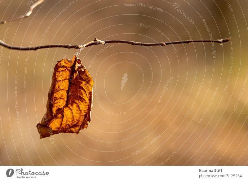 Dried leaf dangling from a twig Nature Leaf leaf branch Autumn Autumnal Autumn leaves Autumnal colours blurred background Branch Twig Twigs and branches