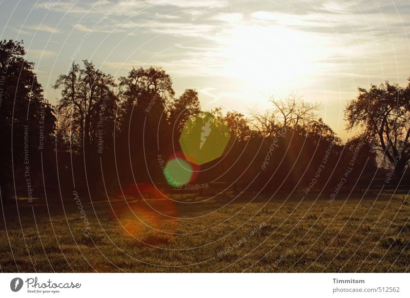 Good morning! Good morning! Environment Nature Plant Sky Clouds Sun Autumn Beautiful weather Tree Grass Looking Simple Natural Emotions Sunbeam Lens flare