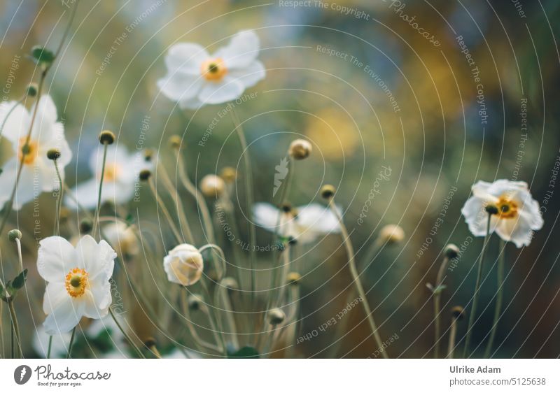 White autumn - anemones Detail Delicate pretty Anemone Blossom Flower Autumn Plant Nature Meditation Contentment Harmonious Wellness Soft Blossoming Garden