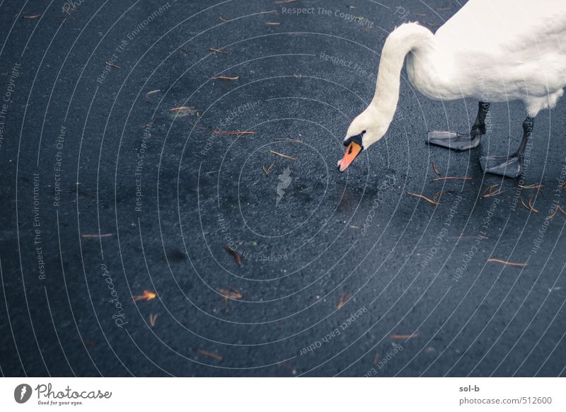 orange Nature Autumn Rain Street Lanes & trails Animal Wild animal Bird Swan 1 Concrete Stand Dark Simple Exotic Near Wet Curiosity Love of animals Watchfulness