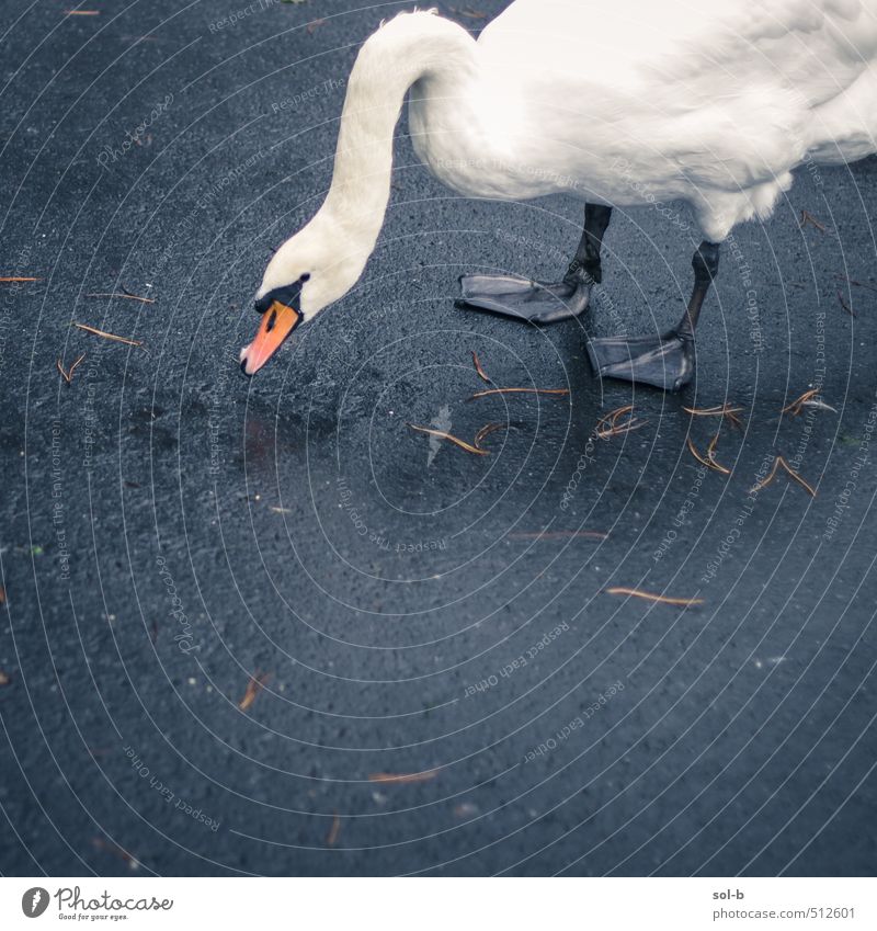 swanning around Elegant Nature Leaf Street Lanes & trails Animal Wild animal Bird Swan 1 Concrete Think Authentic Simple Exotic Beautiful Near Wet Natural