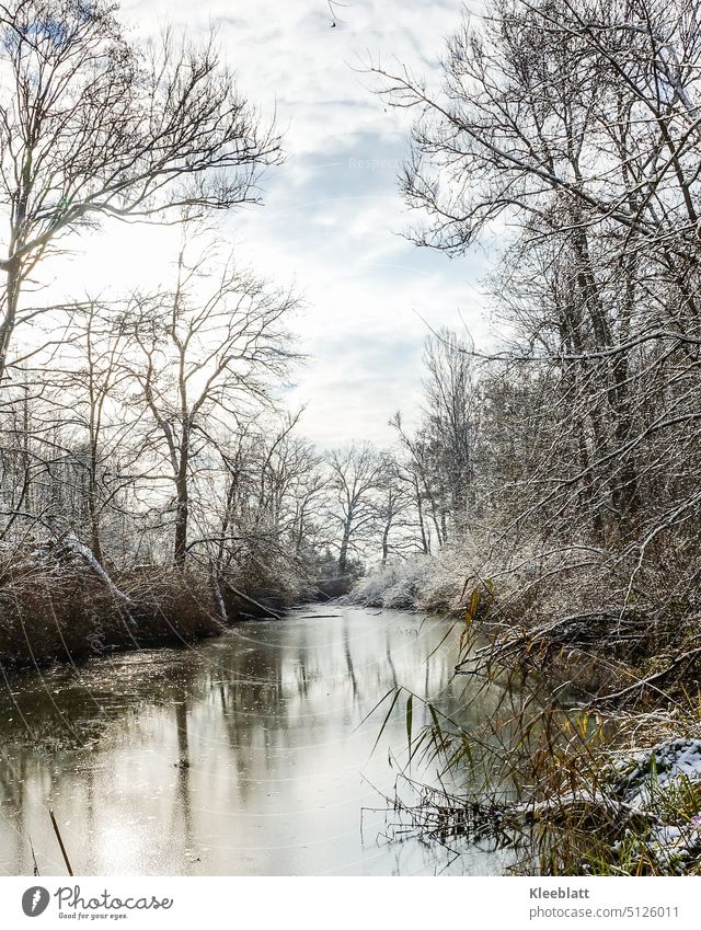 Winter idyll on the old water of the Danube Idyll Backwater Danube wetlands Aue Water Side arm postcard idyll Seasons Reflection River Tree Sky River bank