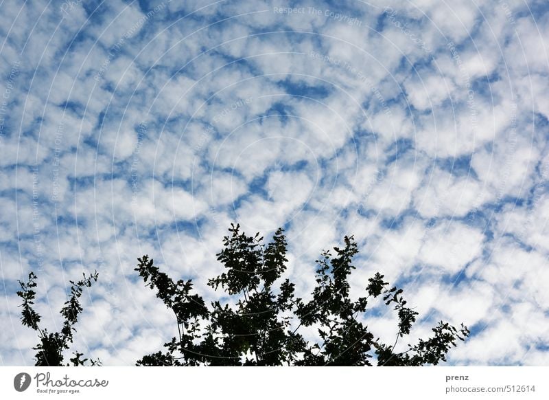 autumn sky Environment Nature Weather Beautiful weather Blue White Sky Clouds Autumn Twig Oak tree Colour photo Exterior shot Morning Light Wide angle